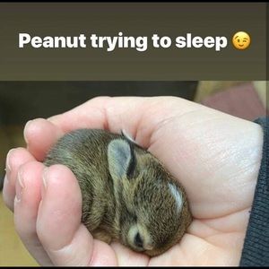 Meet your Posher, Chase